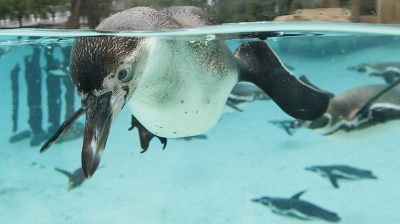 Penguins at London Zoo