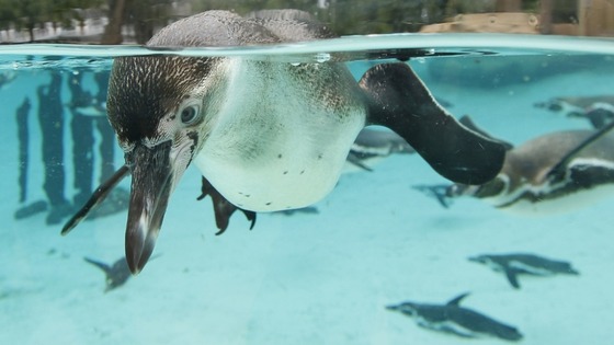 Penguins at London Zoo