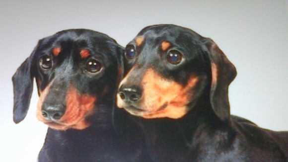 Dogs