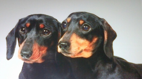 Dogs