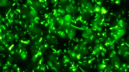 Bacteria breakthrough at UEA