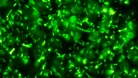Bacteria breakthrough at UEA