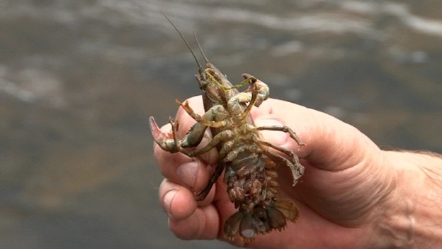 crayfish