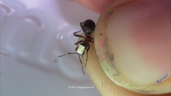 Ant on thumbnail