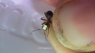Ant on thumbnail