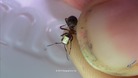 Ant on thumbnail