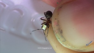 Ant on thumbnail