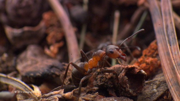 Ant on forest floor