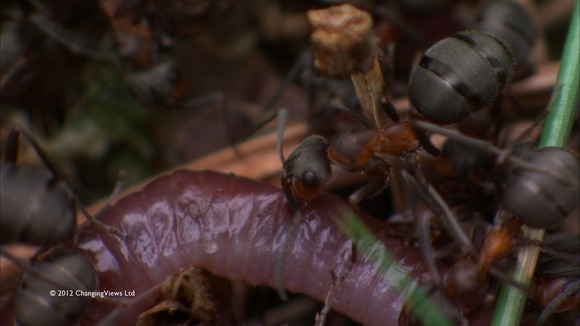 Ant eating worm