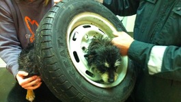 Tinks the terrier