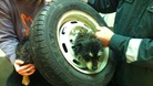 Tinks the terrier