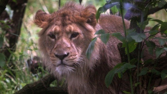 lion loose in essex uk lion loose in essex uk
