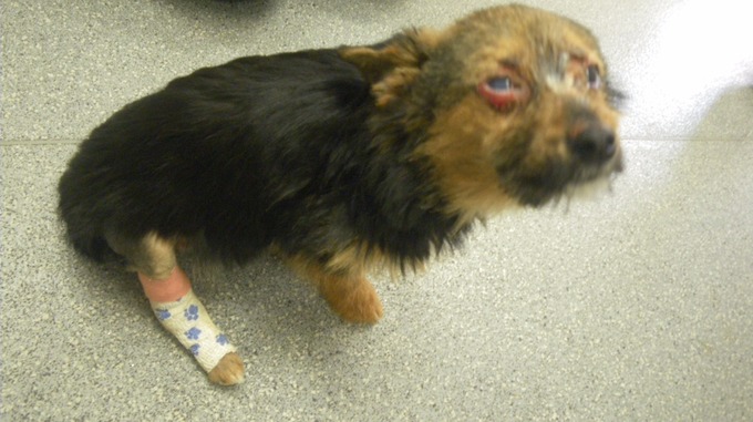 RSPCA