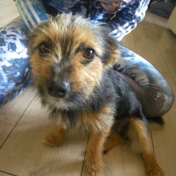 RSPCA