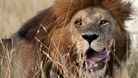 Lion Essex