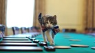 Larry the cat Downing Street