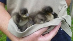 Red breasted goslings at one day old,