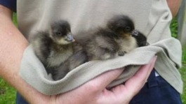 Red breasted goslings at one day old,