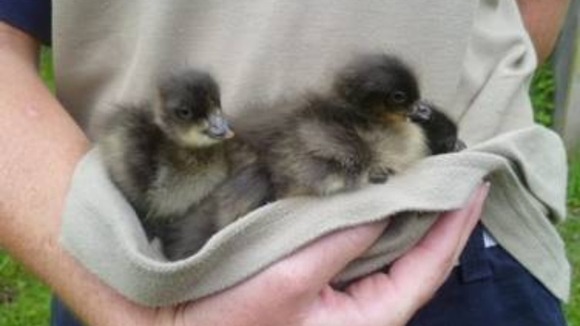 Red breasted goslings at one day old