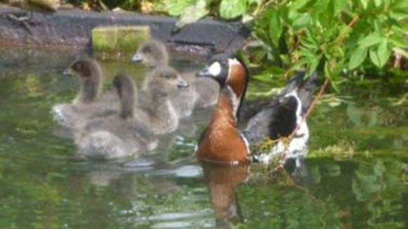 3.5 weeks old Red Breasted Goslings