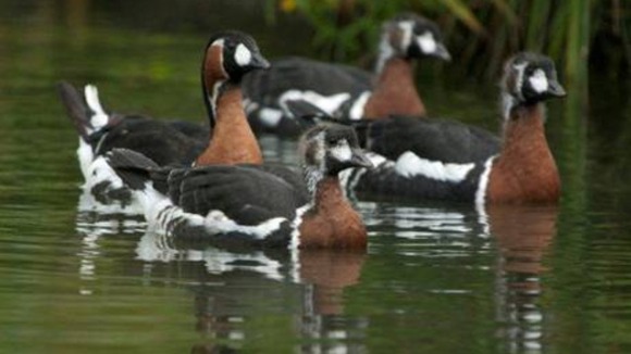 6 week old Red Breasted Goslings