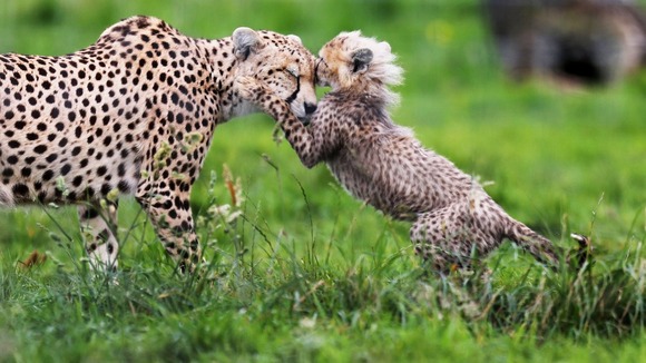 One of seven cheetah cubs born in March 2012 at Whipsnade Zoo plays with its mother Dubai