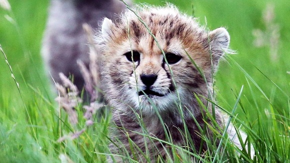 Northern cheetah cubs, from a litter of seven, born in March 2012 at Whipsnade Zoo