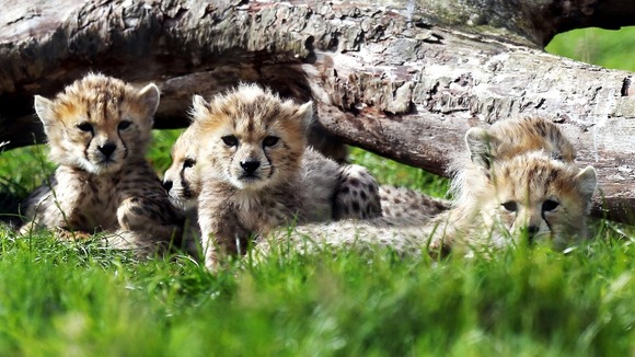 Northern cheetah cubs, from a litter of seven, born in March 2012 at Whipsnade Zoo