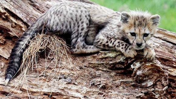 A Northern cheetah cub, from a litter of seven, born in March 2012 at Whipsnade Zoo