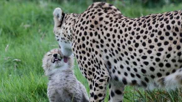 One of seven cheetah cubs born in March 2012 at Whipsnade Zoo lays with its mother Dubai