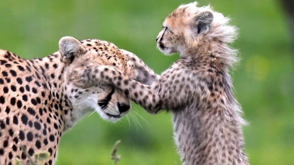 One of seven cheetah cubs born in March 2012 at Whipsnade Zoo plays with its mother Dubai