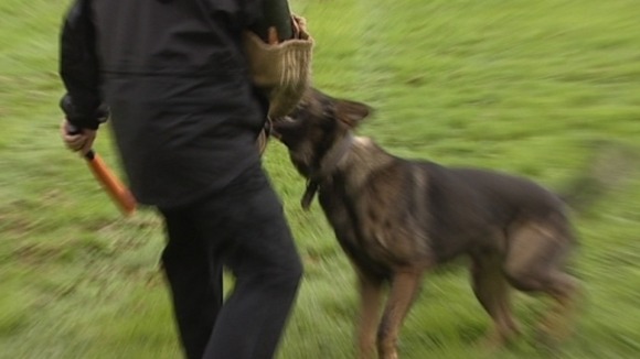 Dog bites man's arm
