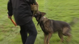 Dog bites man's arm