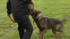 Dog bites man's arm