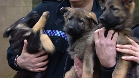 Three puppies