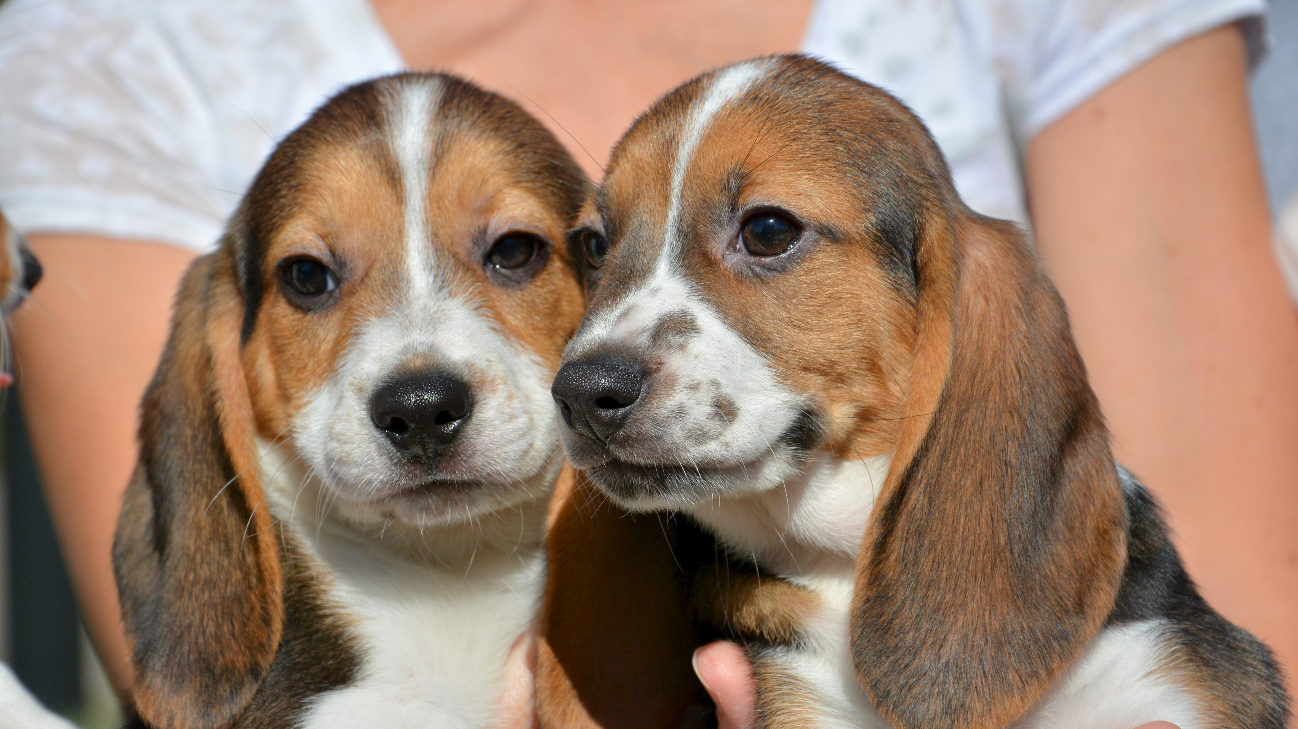 Beagle gives birth to the world's first litter of IVF puppies ITV News
