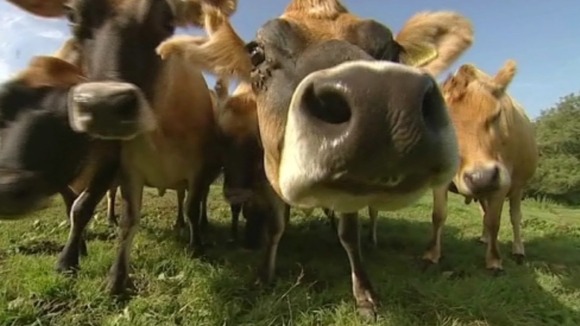 Livestock and farm produce will be on display