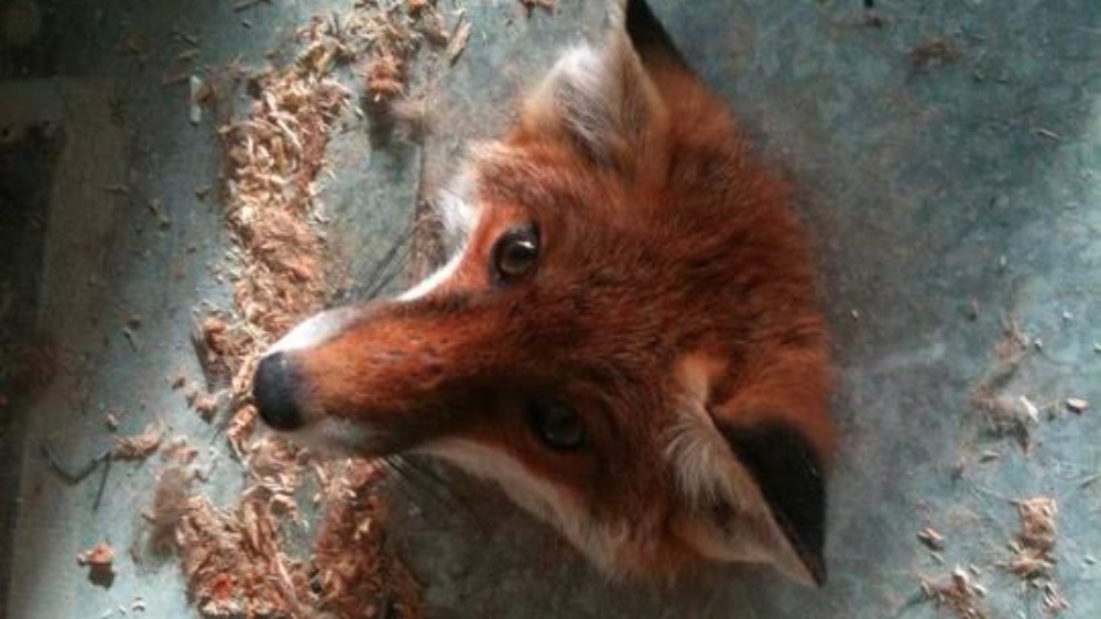 Pictures RSPCA rescue fox with head stuck in the floor at University