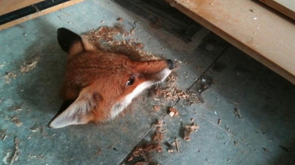 Fox head stuck