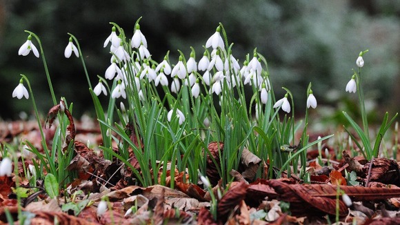 Snowdrops