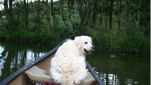 Tom the dog canoeing on the canal