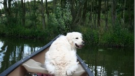 Tom the dog canoeing on the canal