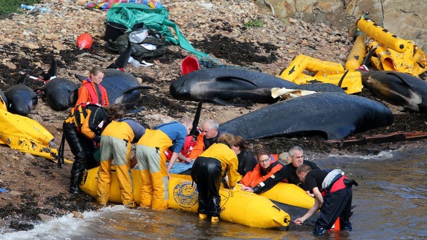 Members of the emergency services attempt to refloat a pilot whale after a pod beached near Pittenweem off the coast of Fife.