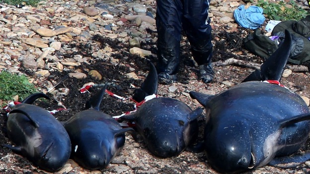 Dead pilot whales after they beached near Pittenweem off the coast of Fife.