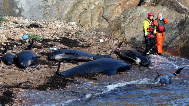 Emergency Service workers stand next to dead pilot whales after they beached near Pittenweem off the coast of Fife.