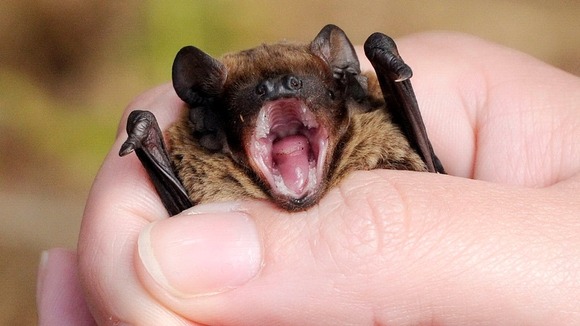 A Hairy Armed Bat