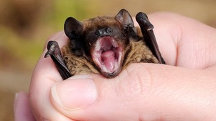 A Hairy Armed Bat 