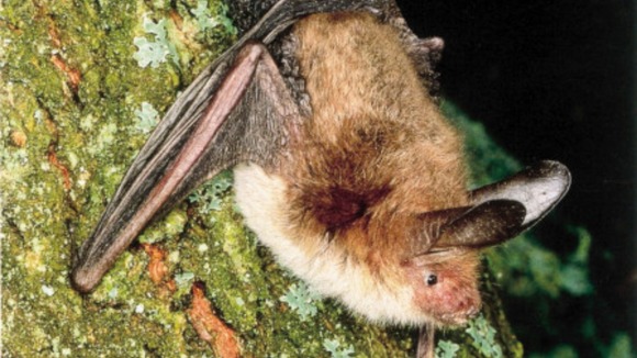 The Bechstein's bat is one of the rarest breeds.