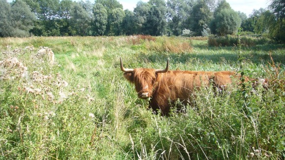 A Highland cow grazes in the university grounds
