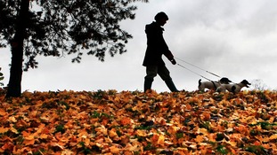 Walking the dogs